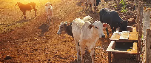 Animal Loss