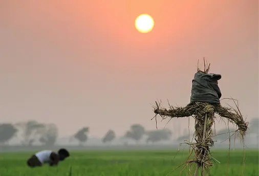 Crop Loss