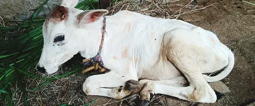 Animal Loss